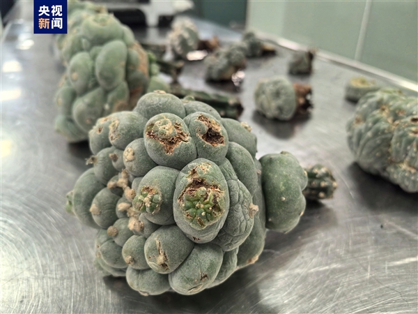 海關截獲12株致幻多肉 照片曝光:系烏羽玉 可威脅生命